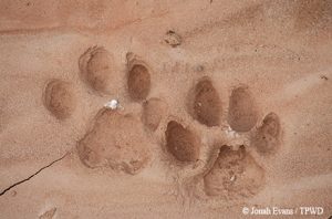 Bobcat tracks by Texas Parks & Wildlife