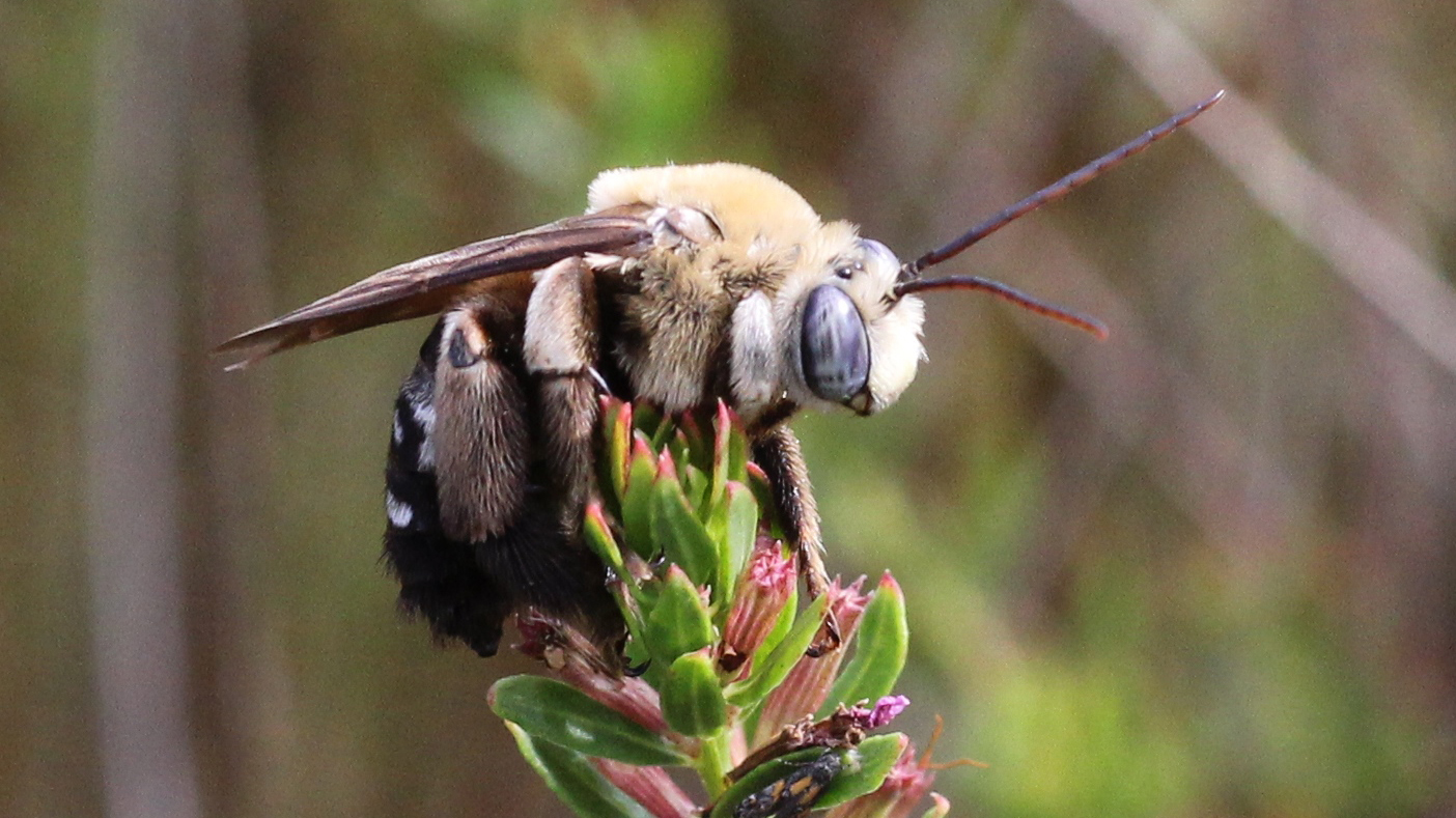 native bee